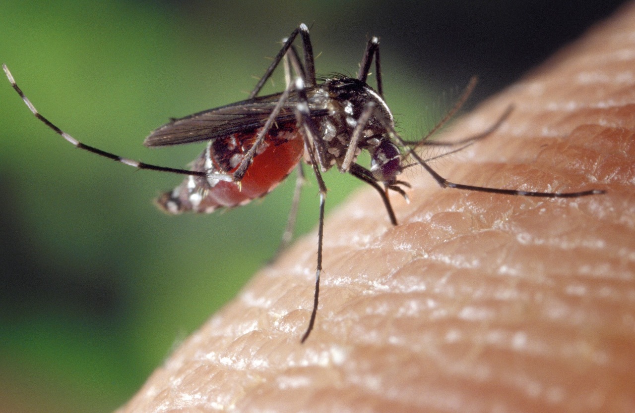 Sin mosquitos no hay Dengue: la prevención es la clave - SNS Digital